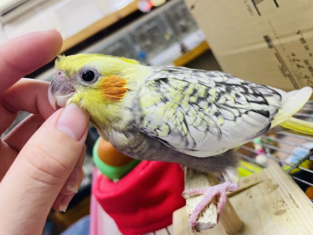 オカメインコ