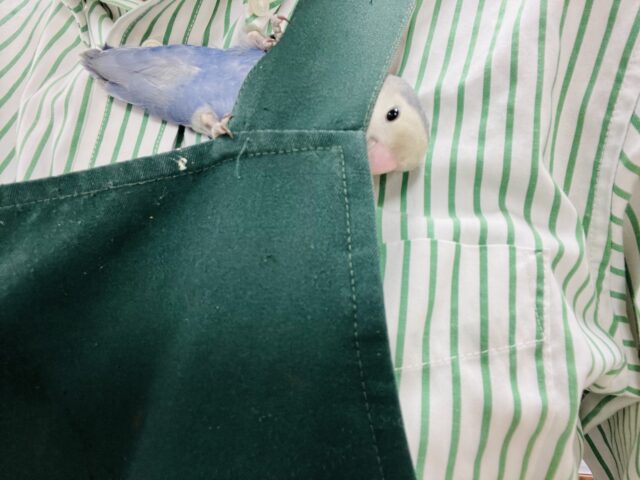 コザクラインコ（小桜インコ）