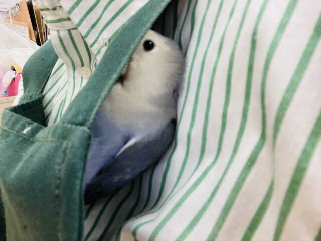 コザクラインコ（小桜インコ）