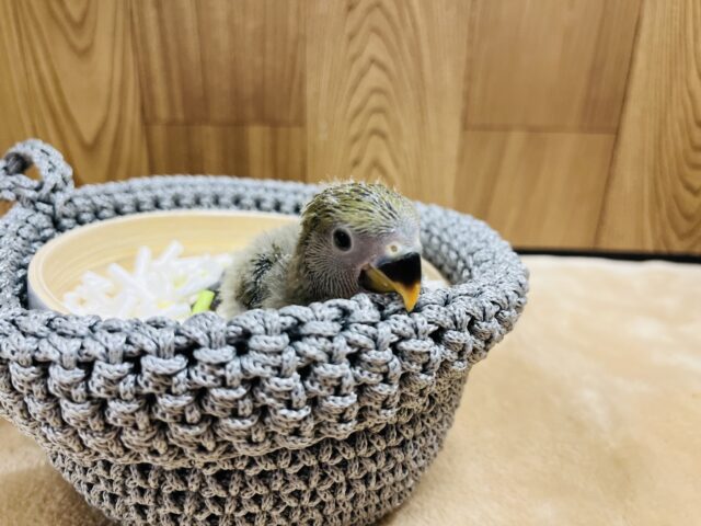 コザクラインコ（小桜インコ）