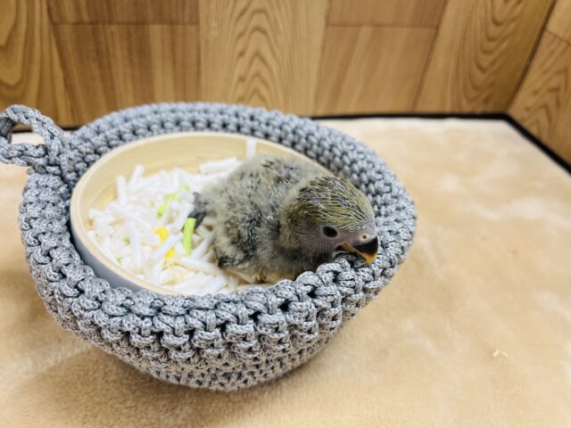 コザクラインコ（小桜インコ）