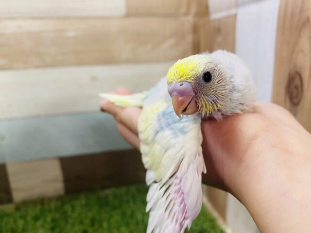 セキセイインコ