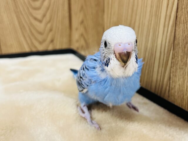 セキセイインコ