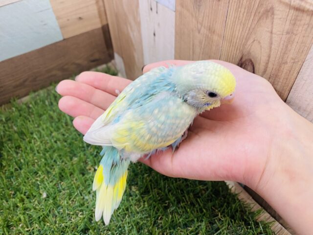 セキセイインコ