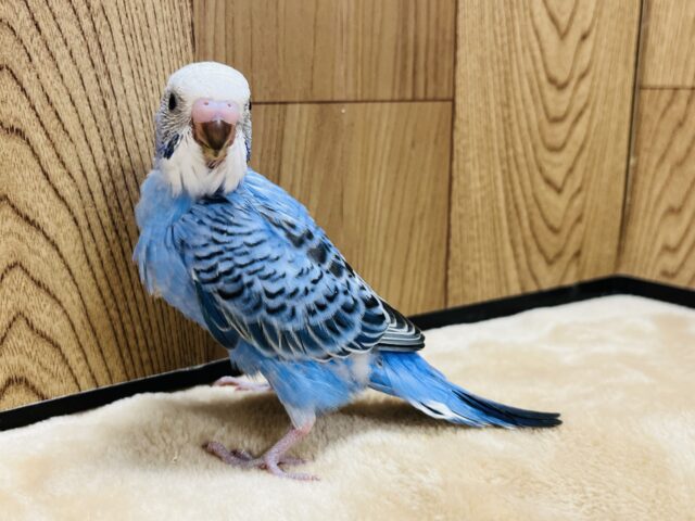 セキセイインコ