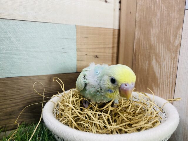 セキセイインコ