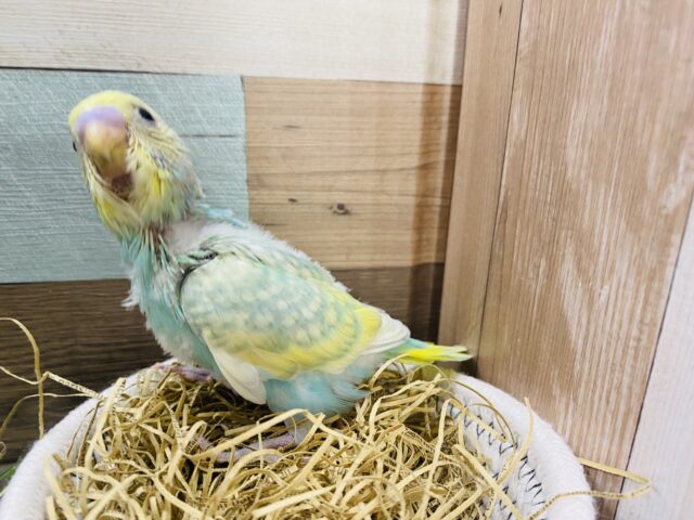 セキセイインコ