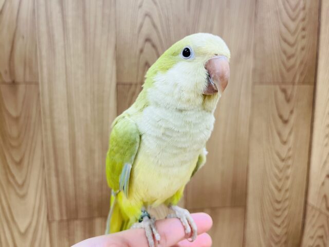オキナインコ