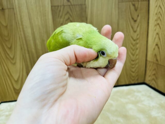 オキナインコ