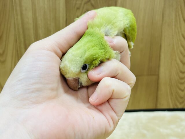 オキナインコ