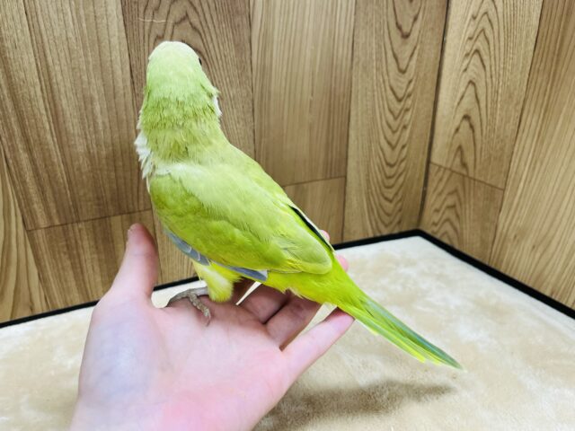 オキナインコ