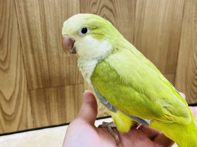 オキナインコ