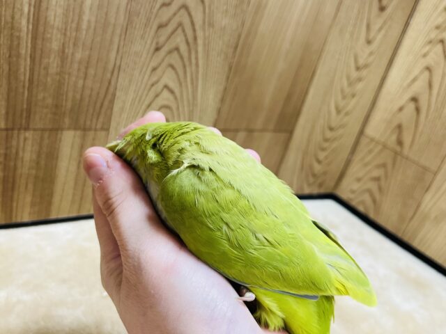 オキナインコ