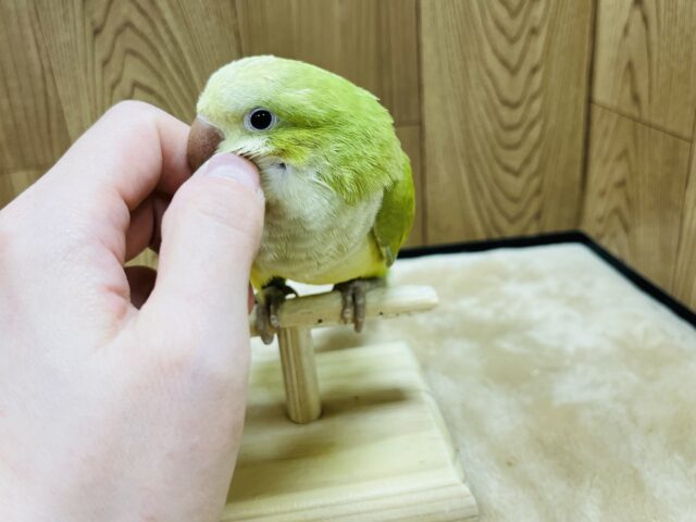 オキナインコ