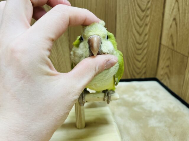 オキナインコ