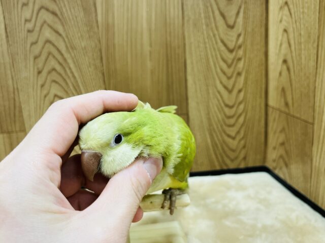 オキナインコ