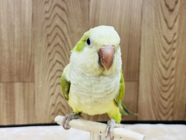 オキナインコ