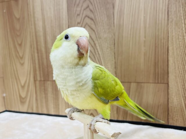 オキナインコ