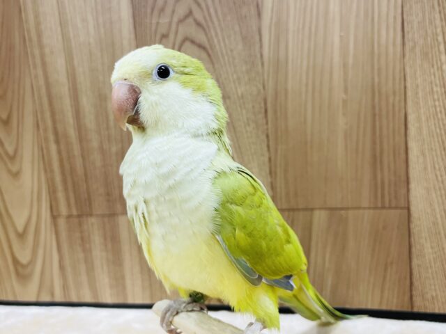 オキナインコ