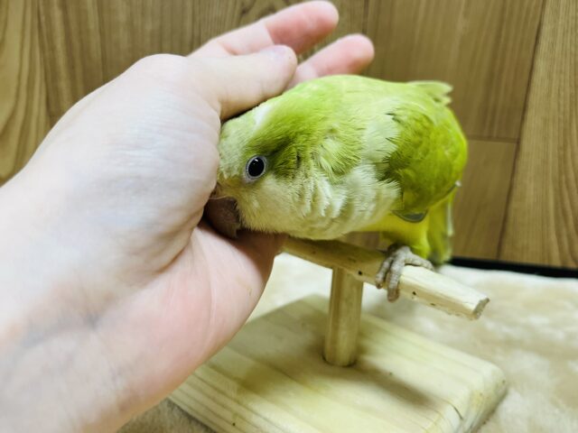 オキナインコ