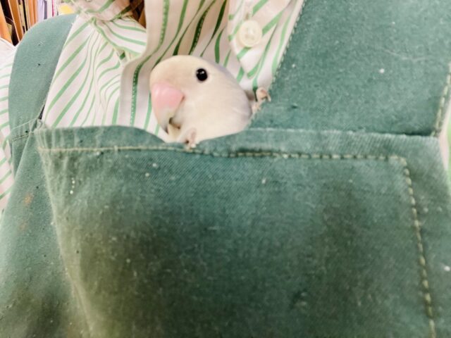 コザクラインコ（小桜インコ）