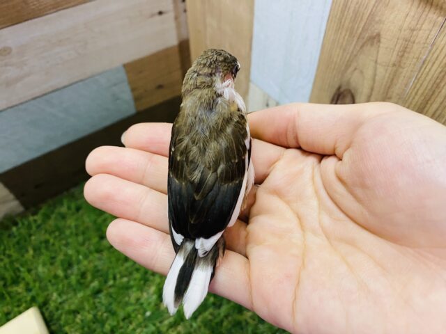 十姉妹（ジュウシマツ）