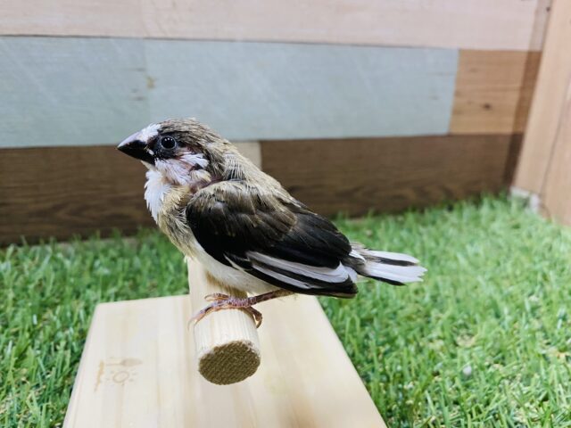 最新画像有り❗️ミニミニサイズの可愛いヒナさん!十姉妹!! 十姉妹(ジュウシマツ)