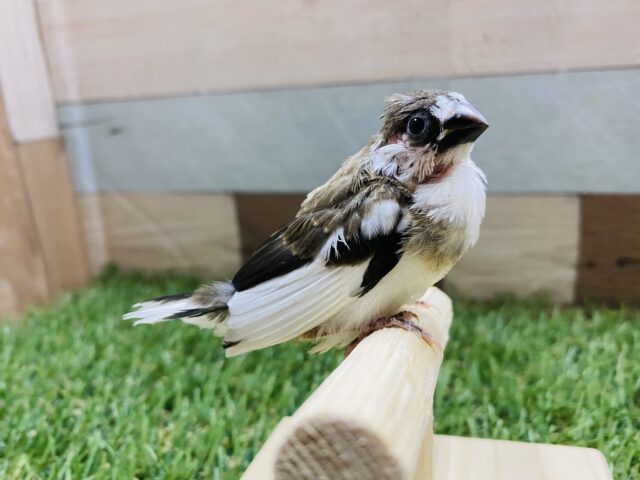 最新画像有り❗️ミニミニサイズの可愛いヒナさん!十姉妹!! 十姉妹(ジュウシマツ)