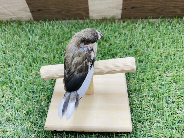 最新画像有り❗️ミニミニサイズの可愛いヒナさん!十姉妹!! 十姉妹(ジュウシマツ)