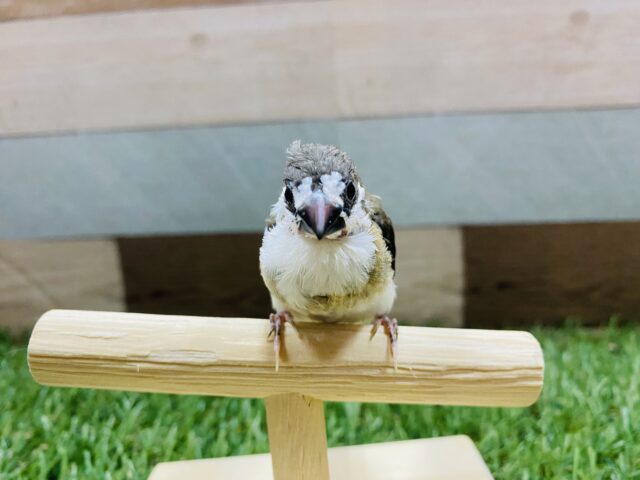 最新画像有り❗️ミニミニサイズの可愛いヒナさん!十姉妹!! 十姉妹(ジュウシマツ)