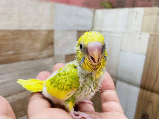 セキセイインコ