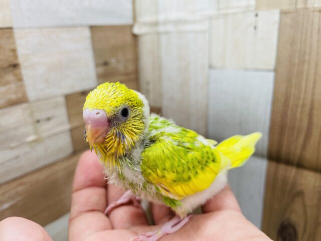 セキセイインコ