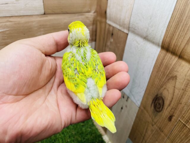 セキセイインコ