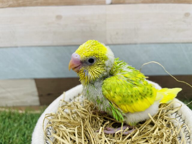 セキセイインコ