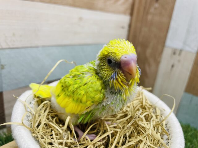 セキセイインコ