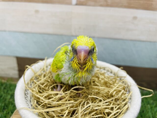 セキセイインコ