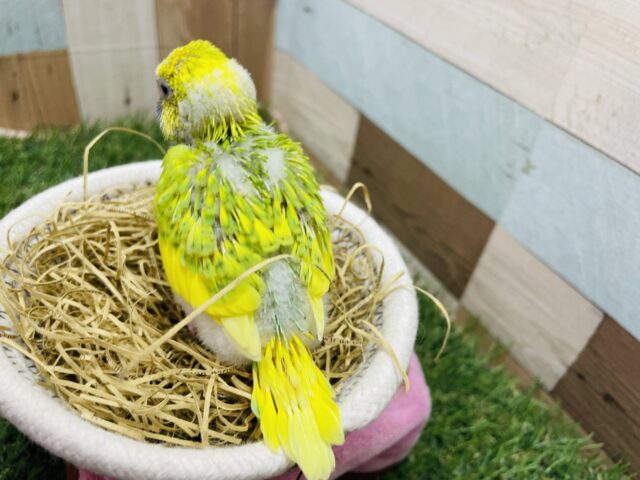 セキセイインコ