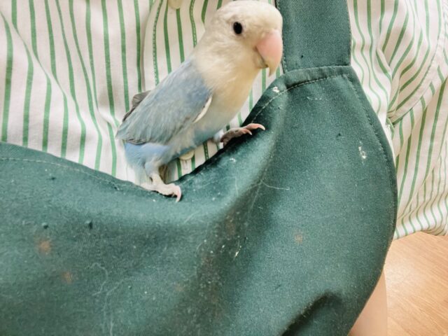 コザクラインコ（小桜インコ）