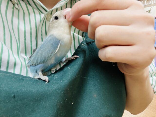 コザクラインコ（小桜インコ）