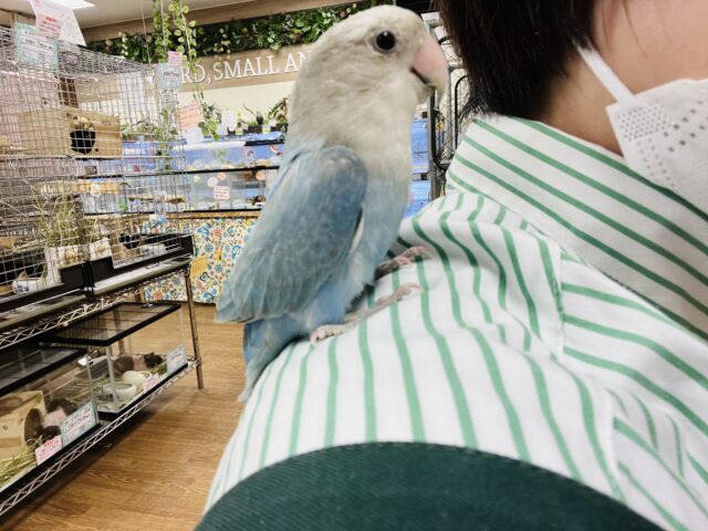 コザクラインコ（小桜インコ）