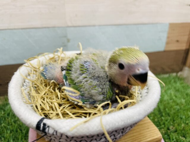 コザクラインコ（小桜インコ）