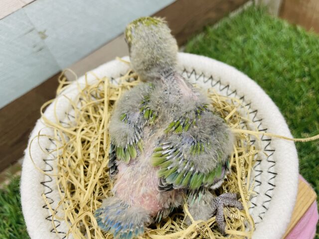 コザクラインコ（小桜インコ）