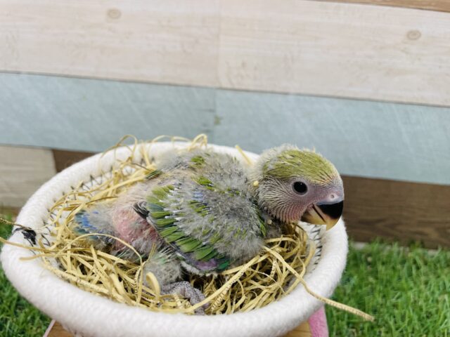 コザクラインコ（小桜インコ）