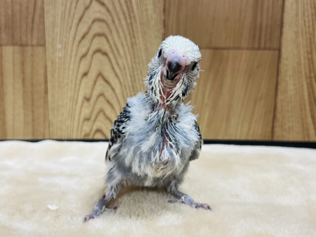 ジャンボセキセイインコ