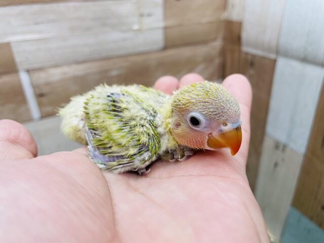 ヤマブキボタンインコ