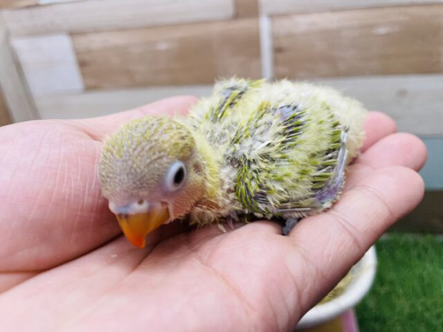 ヤマブキボタンインコ