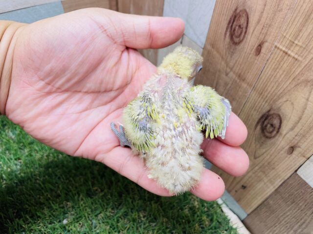 ヤマブキボタンインコ