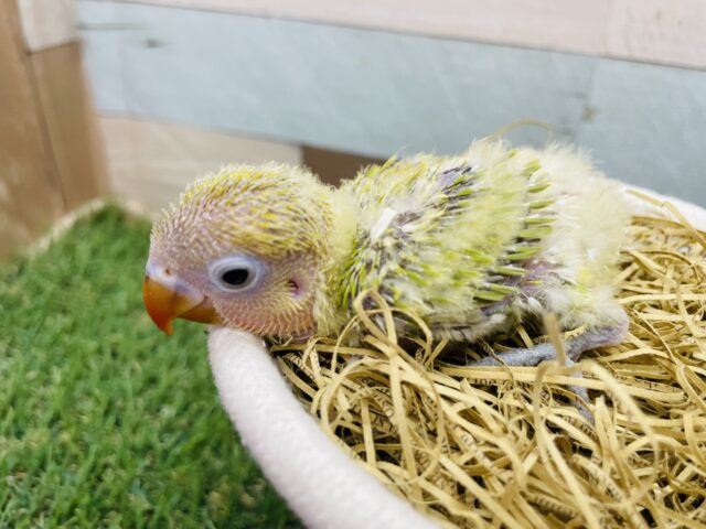 ヤマブキボタンインコ