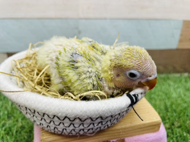 ヤマブキボタンインコ