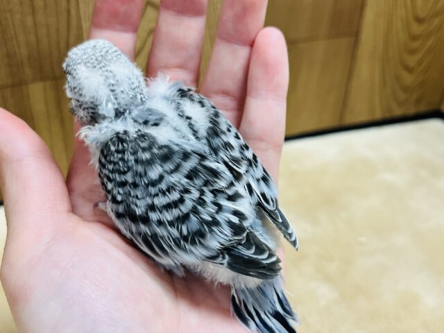 ジャンボセキセイインコ